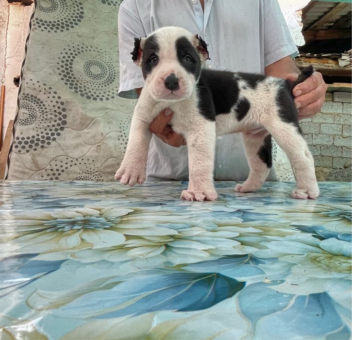 Щенок Алабая ( туркменский ) чистокровный )