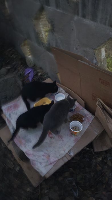 Котята ищут дом и добрые руки