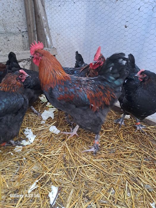 Schimb s au vand cocosi manars