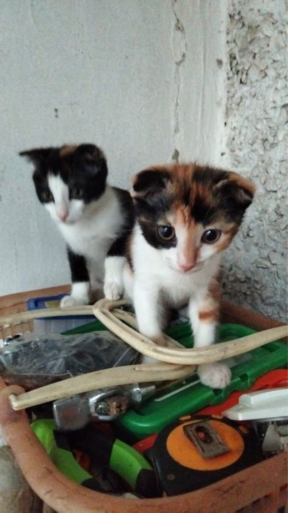 В добрые руки котята