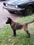 Femela Ciobanesc belgian Malinois cu pedigree