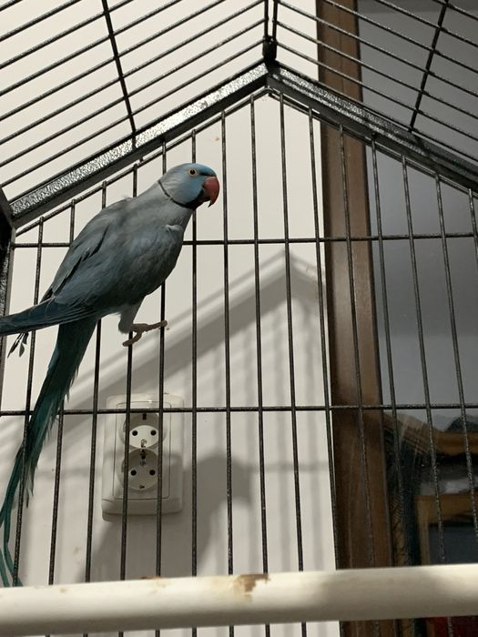 Papagal Micul Alexandru