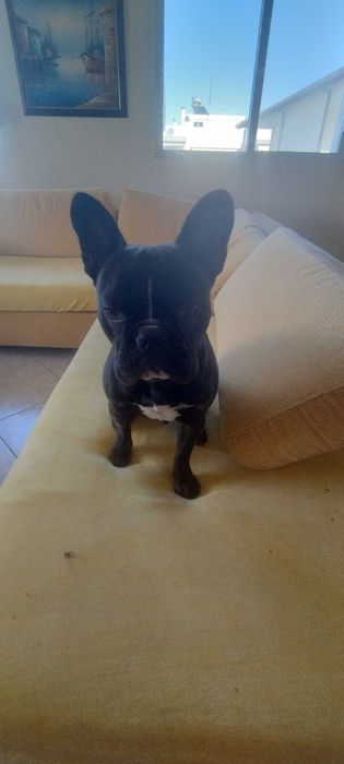 Френски булдог мъжки