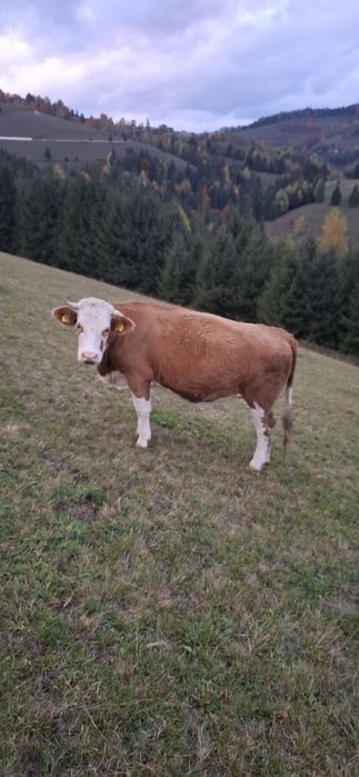 Vând junincă bălțată de 2 ani, gestantă de 4 luni