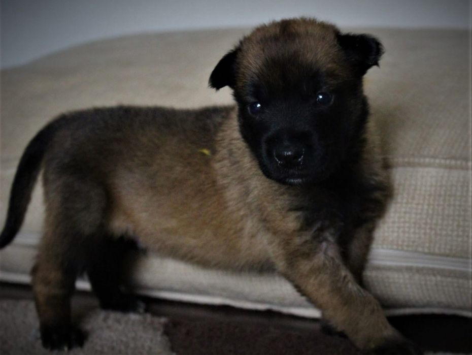 Ciobanesc Malinois cu Pedigree FCI