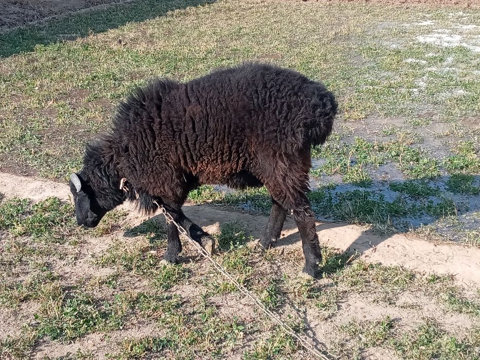 Sotiladi kuchqor zotli o'sishi juda tez