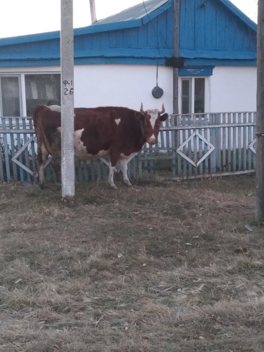 Продаётся корова
