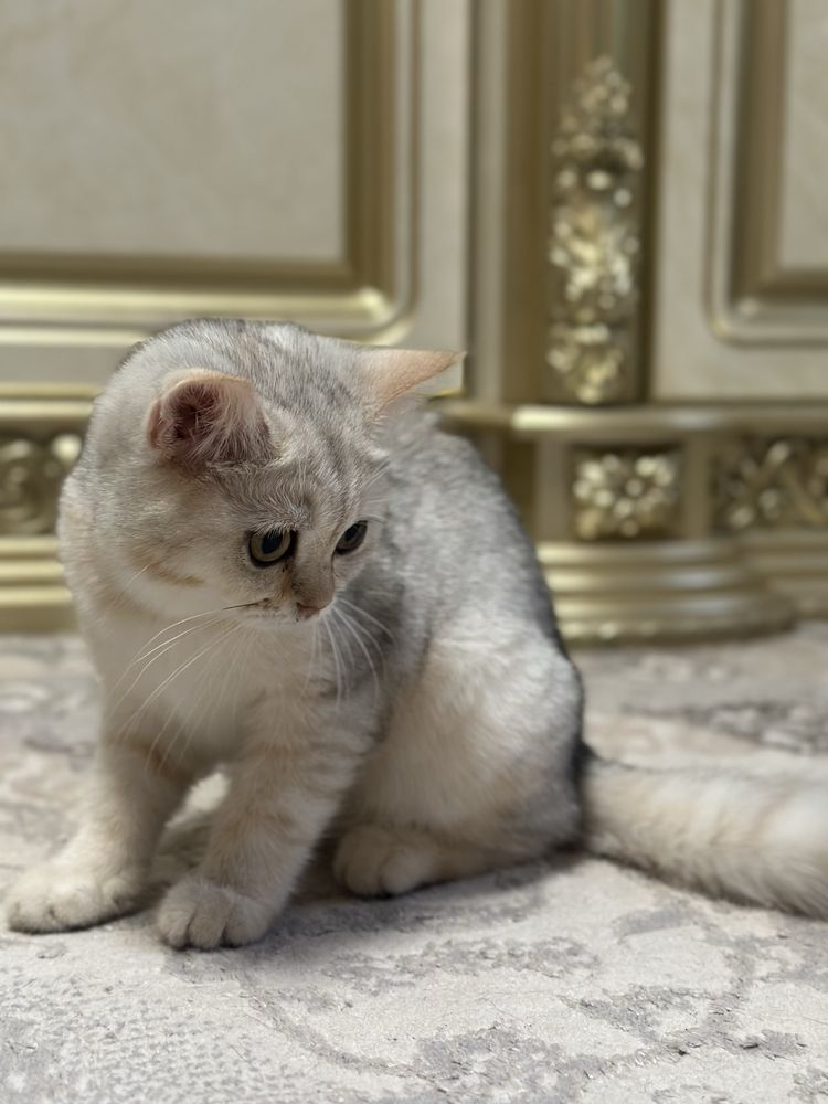 Серебристый шиншилла