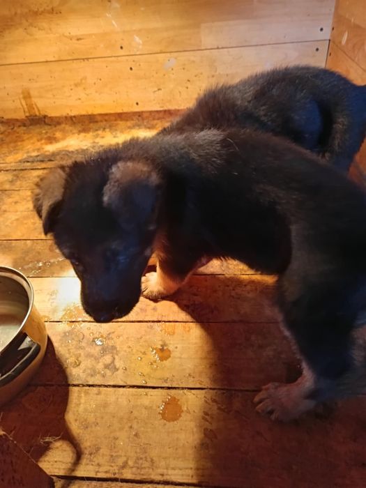 Продавам немски овчарки