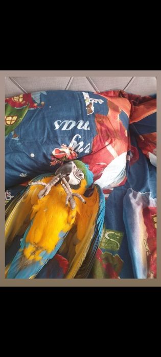 Papagal Ara Ararauna