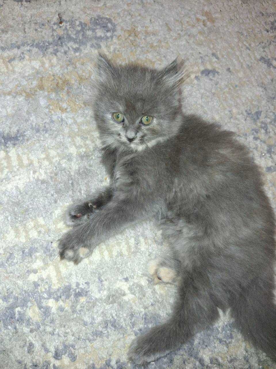 Скотиш страйт 2 ойлик киз бола соглом