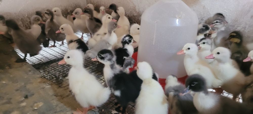 Boboci de rață pekin,polare și rate macaitoare românești