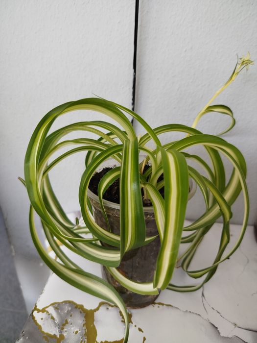 Продам хлорофитум Бонни