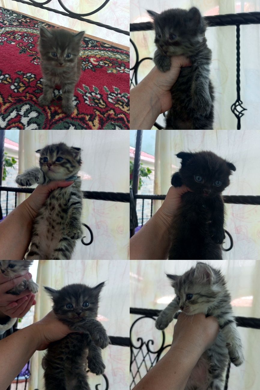 Скоттиш страйт и фолд