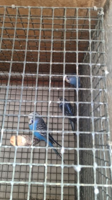 Чех папугайи взрослая пара + троя детей 500000 сум0