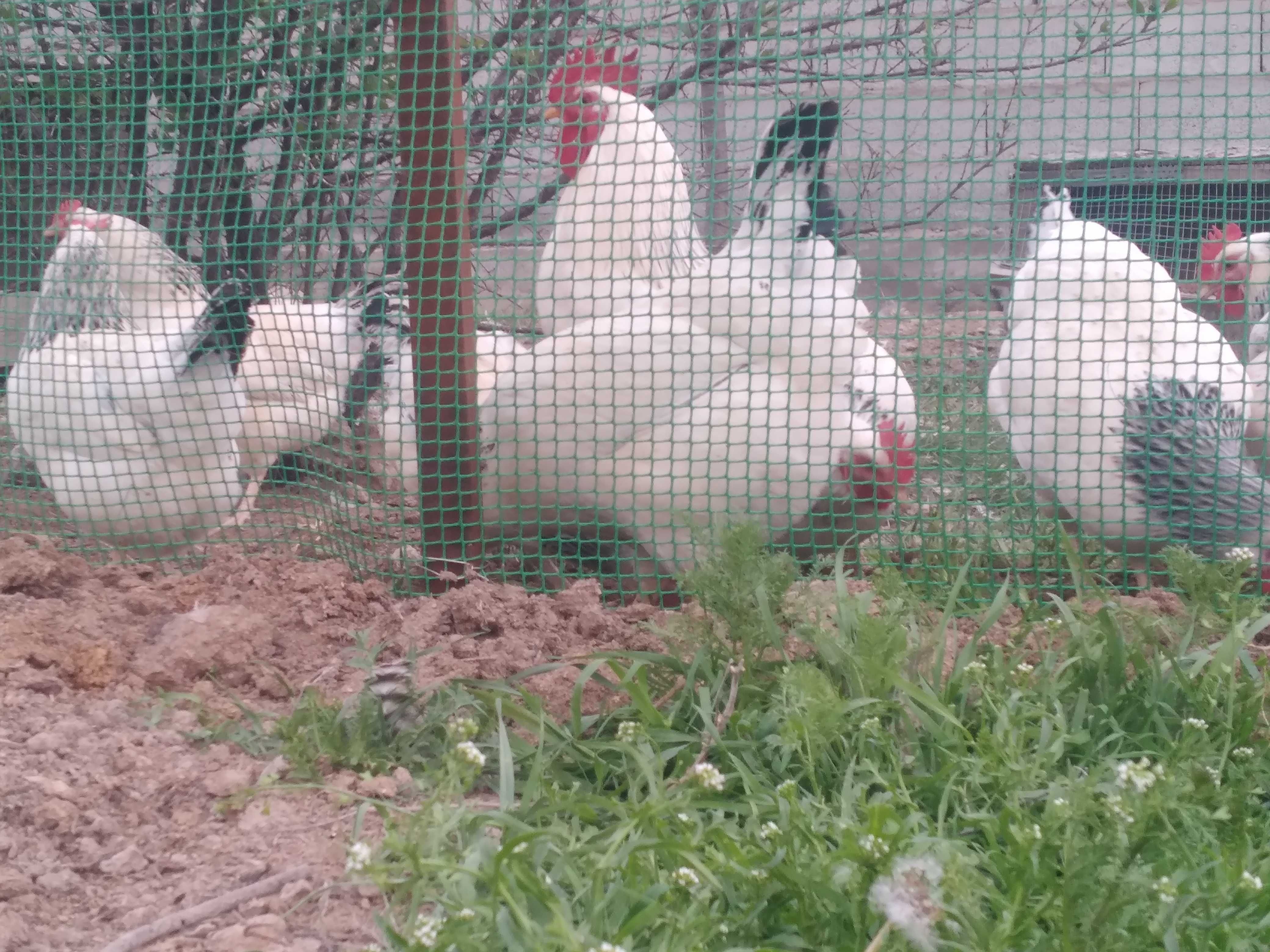 Инкубационные яйца адлерской серебристой! Линия с Оренбурга