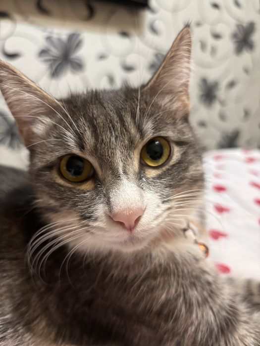 Кошка в хорошие добрые руки!