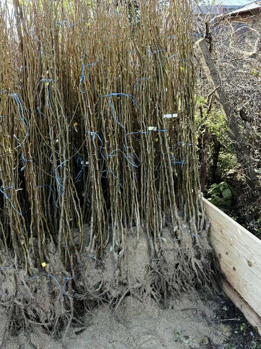 Vând Pomi fructiferi  anul 2