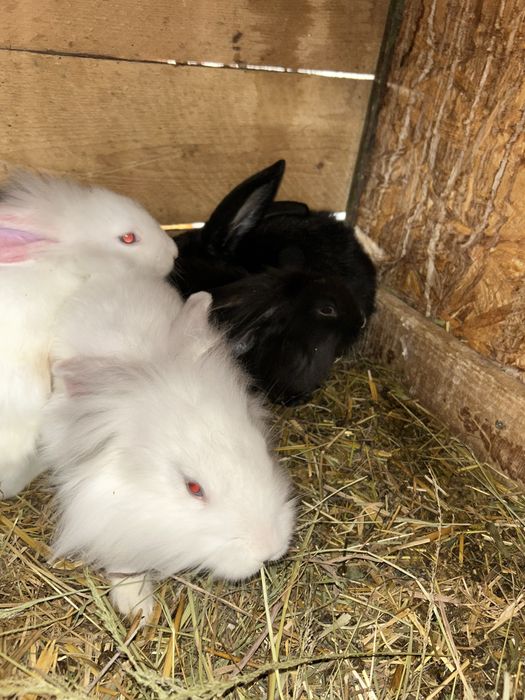 Vind iepuri  vârsta  2 luni jumate