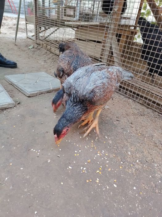 Boboqi dakan horoz tovu sotiladi