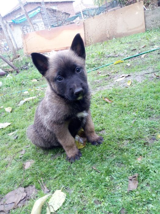 Белгийска овчарка Малиноа