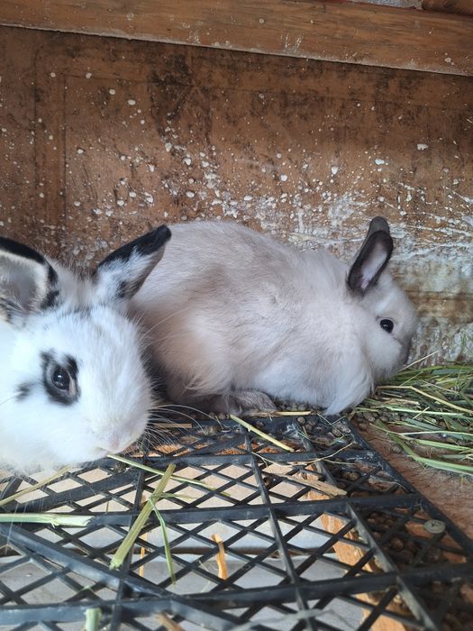 Декоративные кролики с клеткой