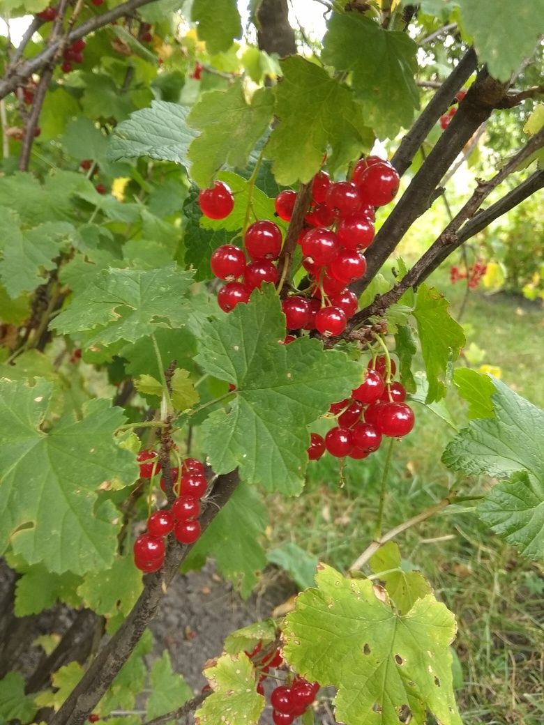 COACĂZE roșii. De grădină