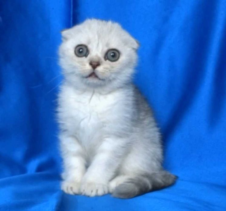 Британско и Шотландски късокосмести котенца