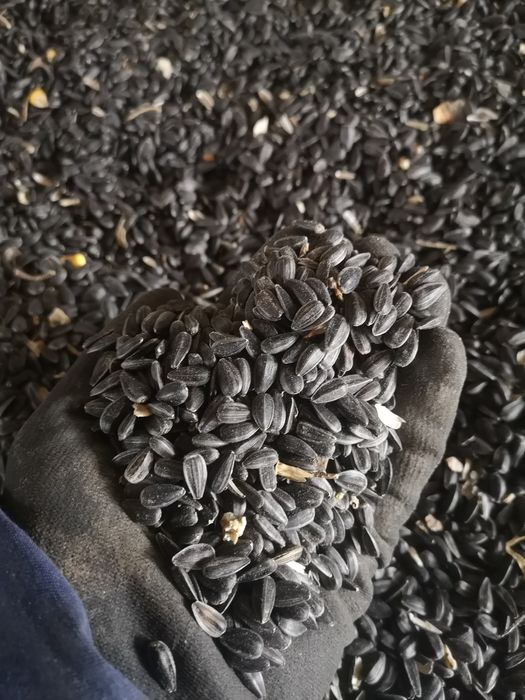 5 tone floarea soarelui