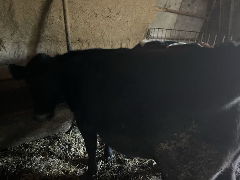 vand junica angus de carne