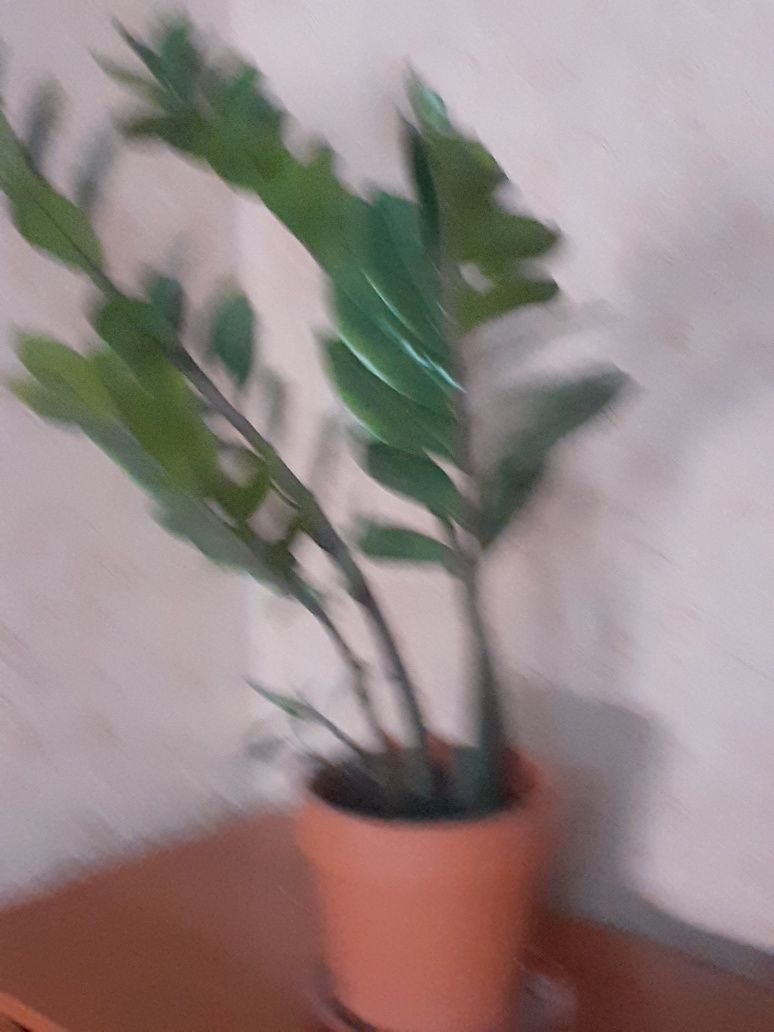 Продаю цветок доллар