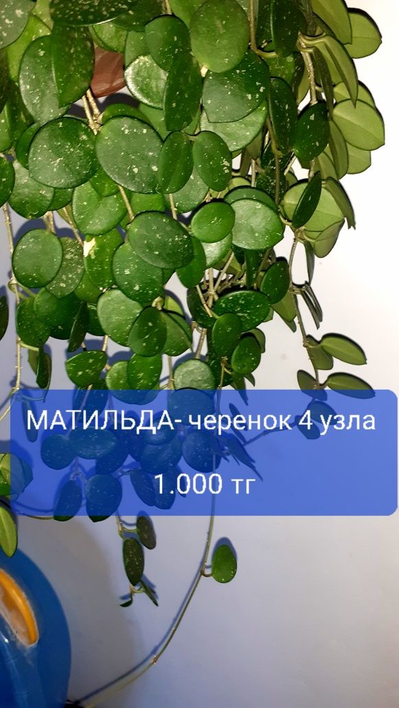 Хойи разные Цветы Растения