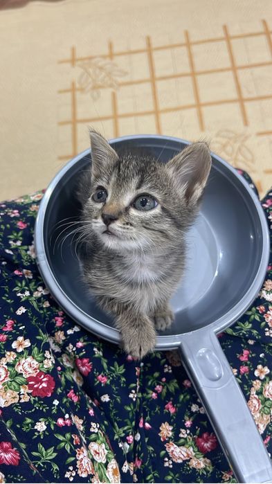 Котята чистые ,добрые руки