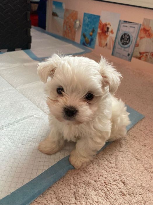 Bichon Maltez mini toy