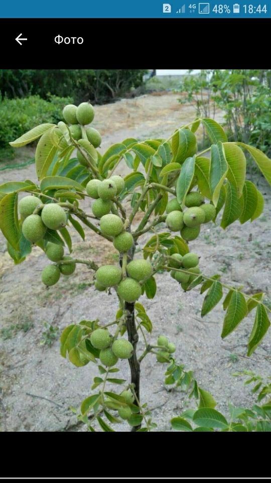 Mevali koʻchatlar pakana va yarim pakana 100%  ishonchli