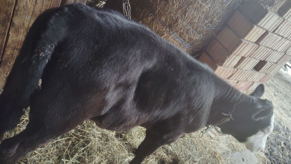 De vînzare două vitele angus