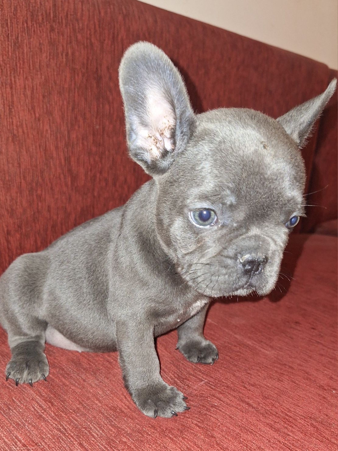 Bulldog francez blue fetita