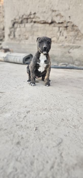 Кучик сотилади пидбул