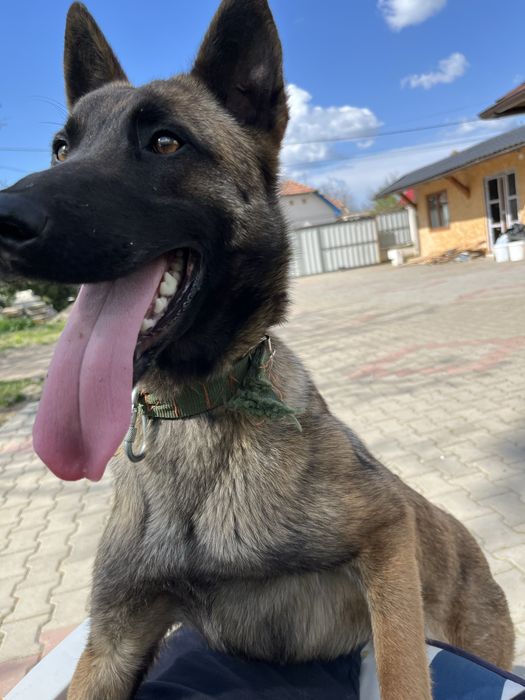 Vand Malinois Belgian