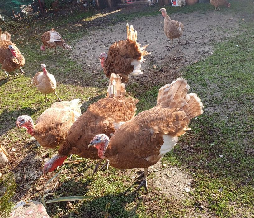 Vând curcani și curci