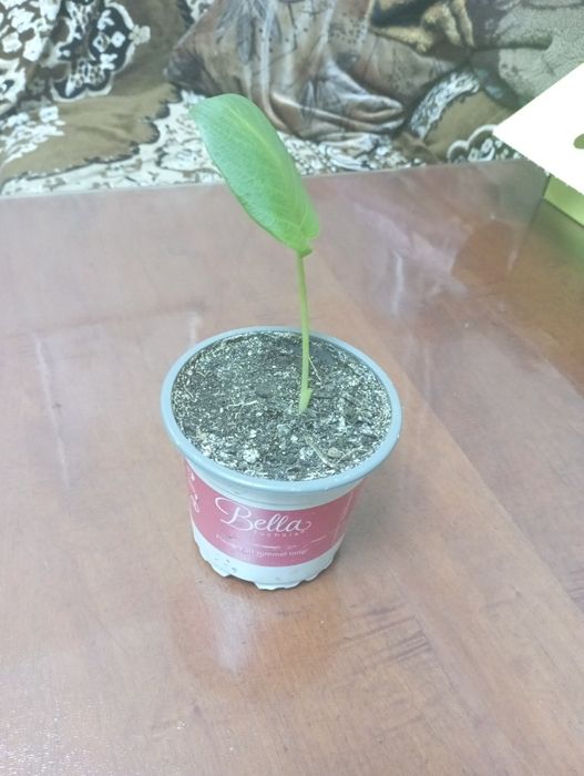 Продам цветок Калла эфиопская