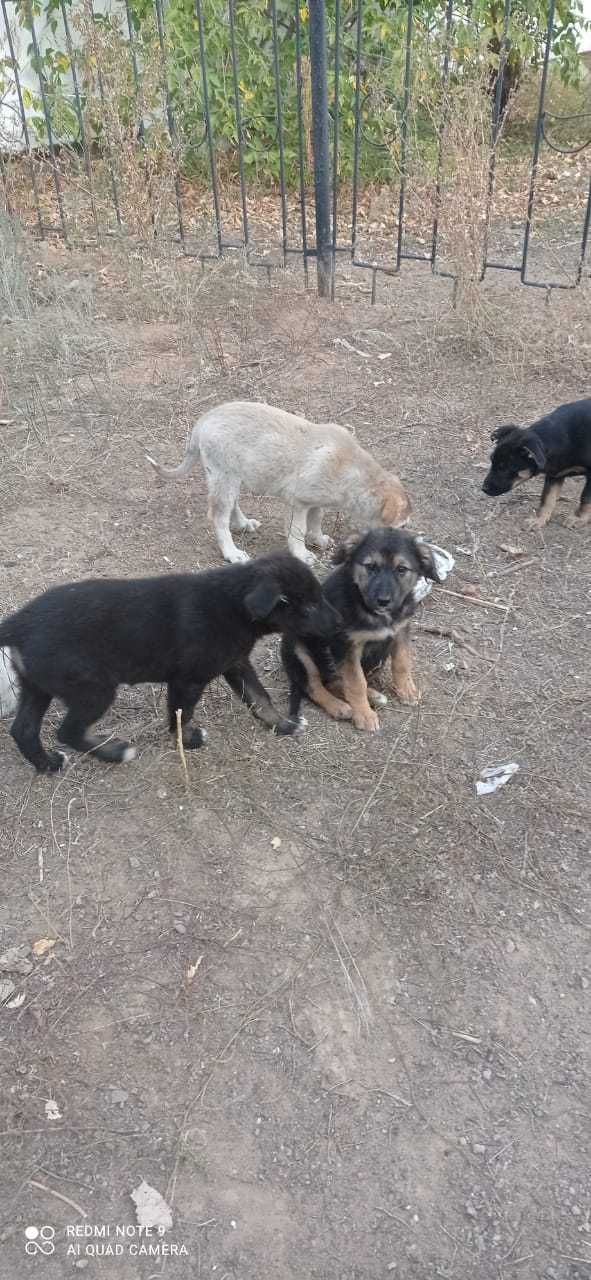 Кутята в добрые руки