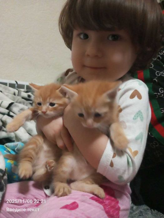 Котята ( кот) 2.