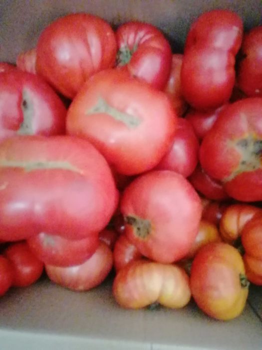 Продам дачные помидоры