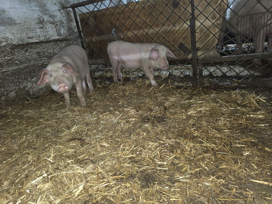 Продам домашних поросят