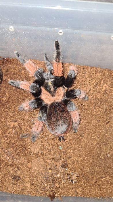 Tarantule de vânzare