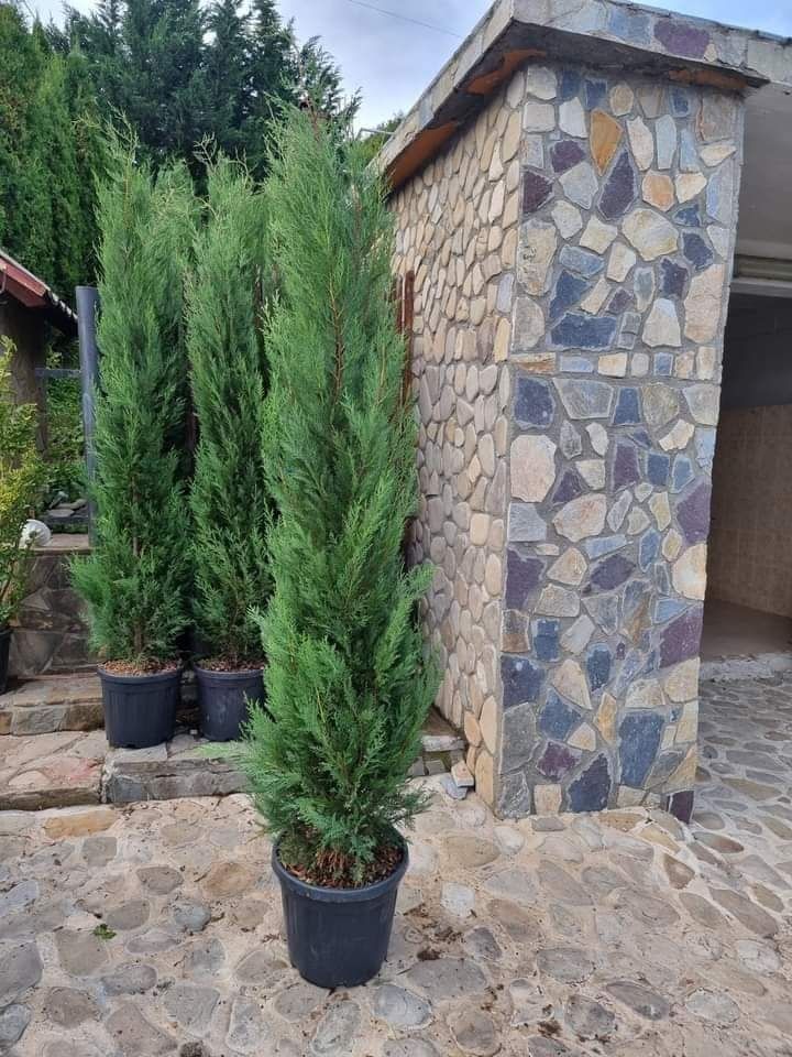 Direct distribuitor plante ornamentale cu experientã in domeniu oferim