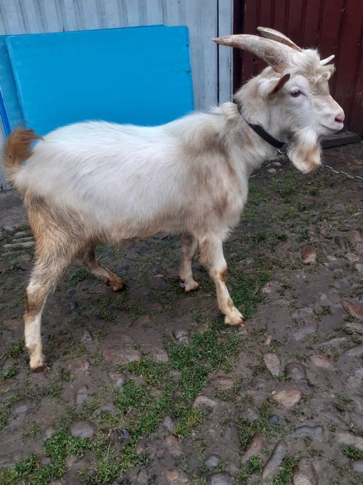 Vand țap de rasa Saneen