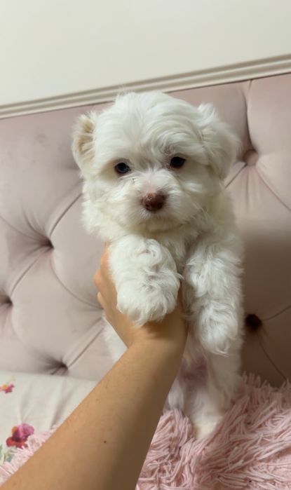 bichon maltez baietel