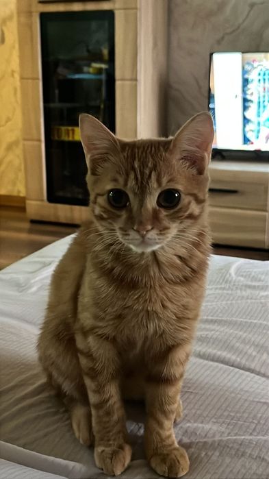 Отдам рыжего котенка